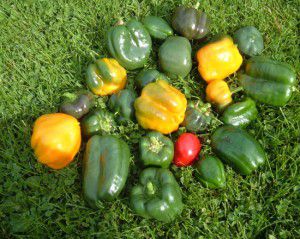 Some of my Picked Peppers