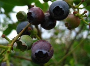 Picking Blueberries