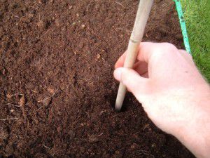 Making the hole for the carrot thinnings