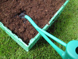 Give the carrots a good start with rain water