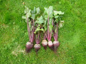 Freshly Picked Beetroot