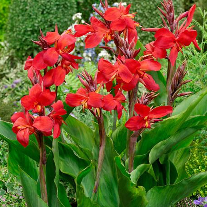 Canna Lily Roots On Sale in Ireland | Shop Now For Best Prices