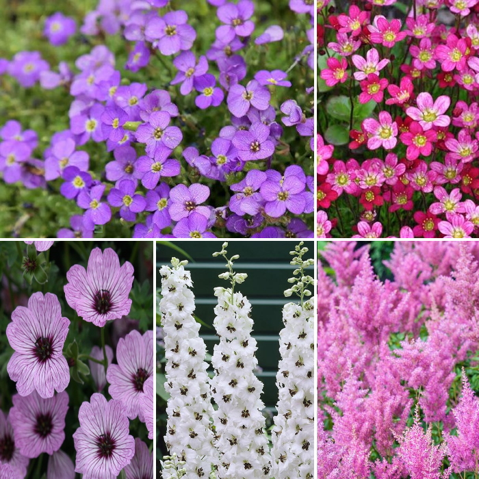Mixed Flowering Perennials For Sale Online in Ireland | Shop Now