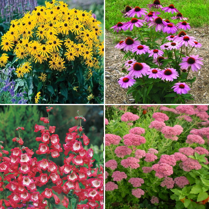 Late Summer Flowering Perennial Plants For Sale Online in Ireland