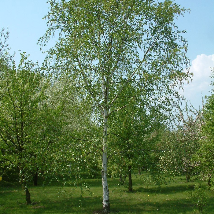 Birch Tree 'Betula Pendula' Potted Plants For Sale Online in Ireland