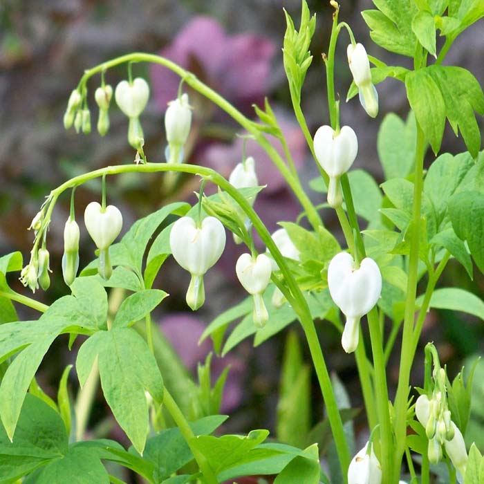 Buy Dicentra Bleeding Heart Seeds Online - Shop Now - Best Price