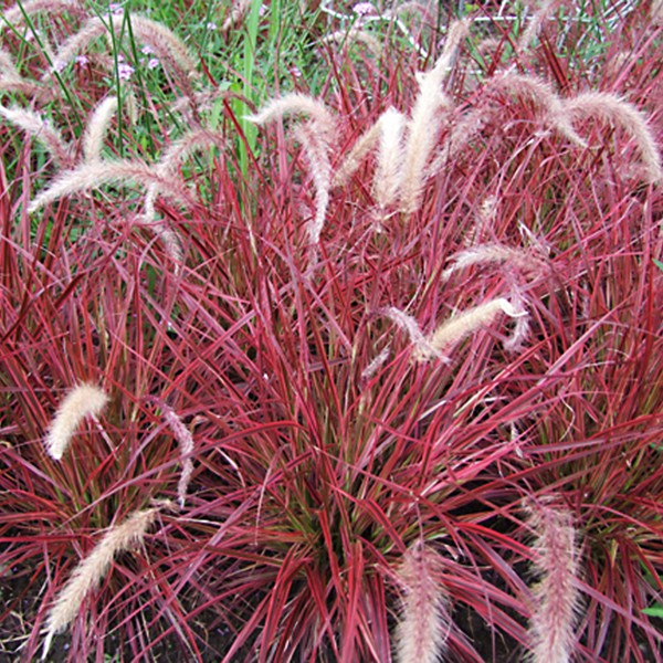 Buy Pennisetum Grass Seeds at Best Online Prices - Shop Now