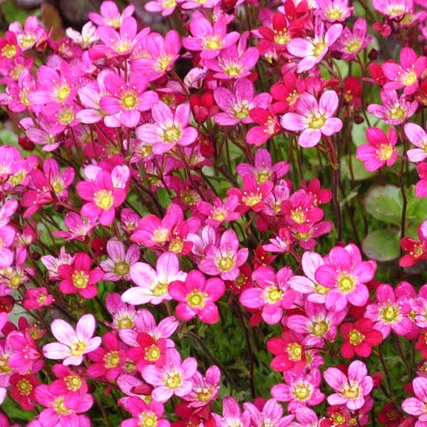 Saxifrage Seeds On Sale at Great Low Prices from The Garden Shop