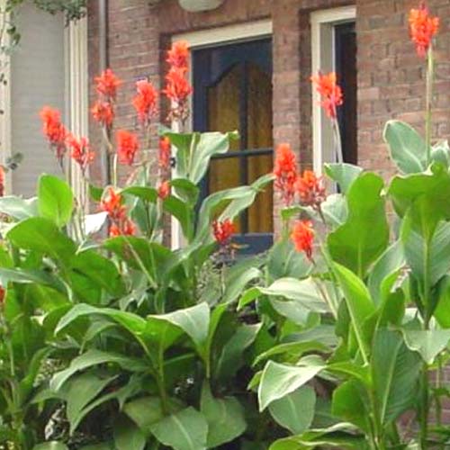 Buy Potted Canna Lilies from Ireland's Garden Shop Fast