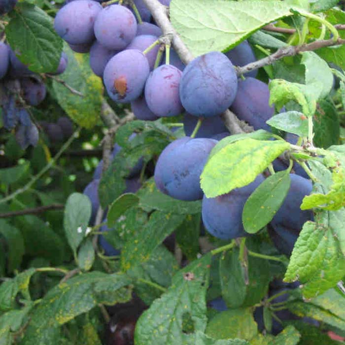 Damson Trees For Sale In Ireland Shop Now For Best Online Prices