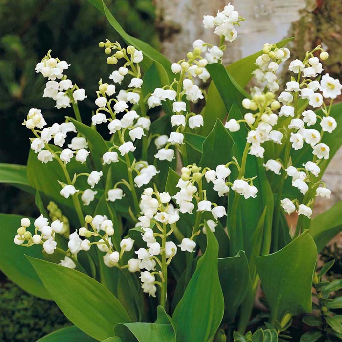 Lily of the Valley Plants for Sale | Buy Shade Tolerant Plants Online
