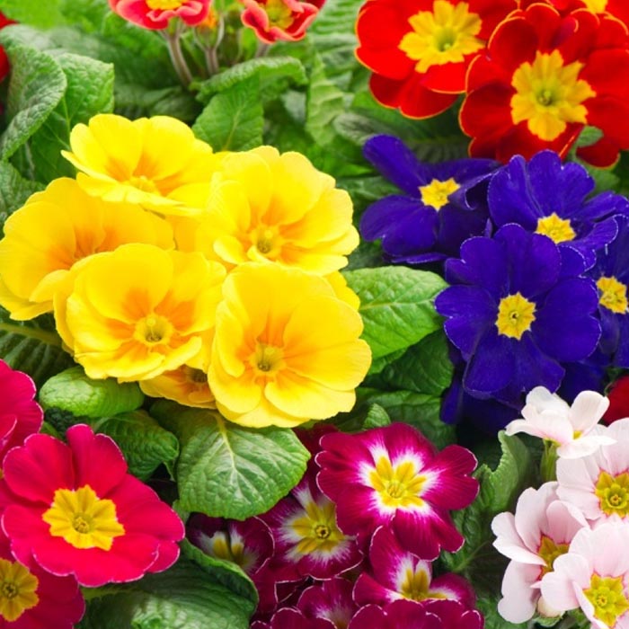 Primrose Bedding Plants Multi Pack Of Summer Flowering Primroses