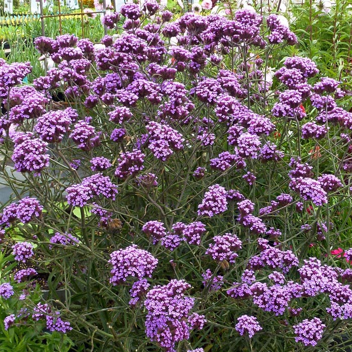 Potted Dwarf Verbena Bonariensis Plant For Sale in Ireland | Shop Now