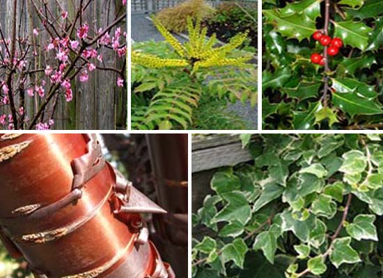 December Plants