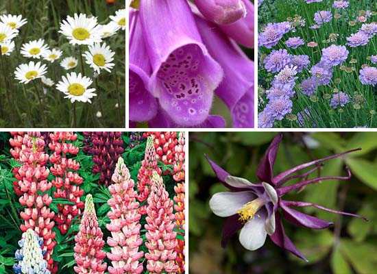 July in the Garden – What to Do? - Checklist for Irish Gardeners